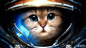 Cute Orange Tabby Cat Wearing a Futuristic Astronaut Helmet in Deep Space HD wallpaper