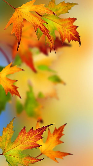 Vibrant Autumn Maple Leaves Against a Soft Golden Background HD phone wallpaper
