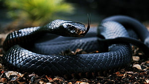 Black King Cobra Coiled on Forest Floor with Forked Tongue Extended HD wallpaper