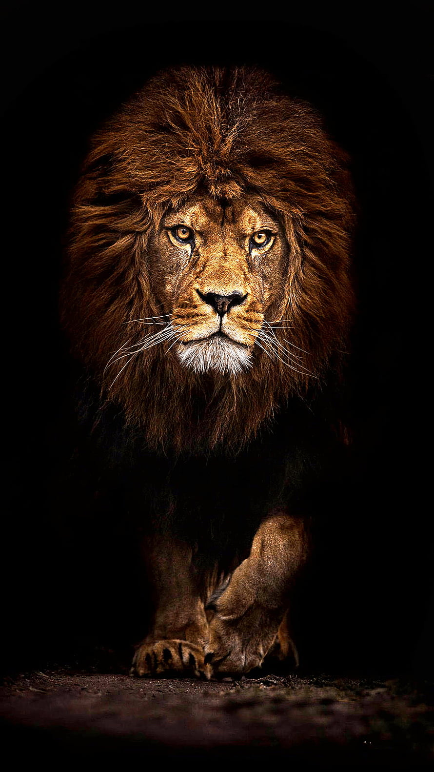 Majestic Male Lion Portrait with Full Mane Against Dark Background HD phone wallpaper