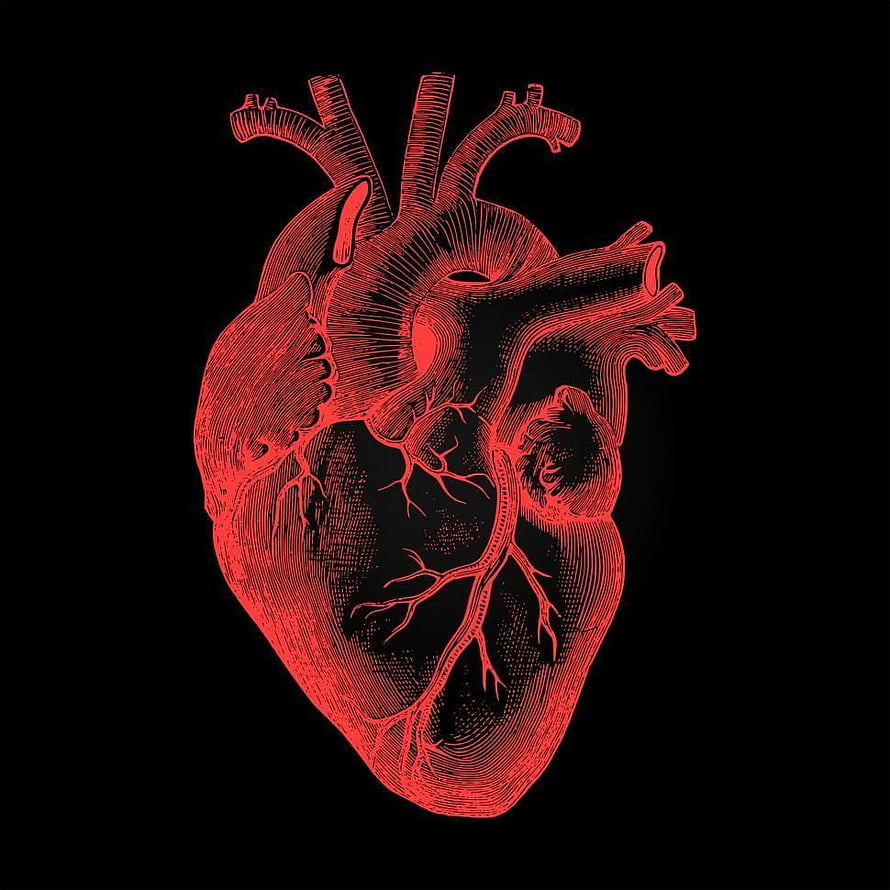 Red Engraved Human Heart Anatomy Illustration on Black Background HD phone wallpaper