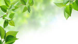 Fresh Green Leaves Framing a Soft White Background with Natural Spring Foliage HD wallpaper