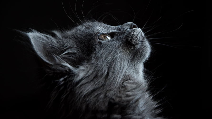 Close-up profile of a fluffy grey kitten gazing upward against a dark background HD wallpaper