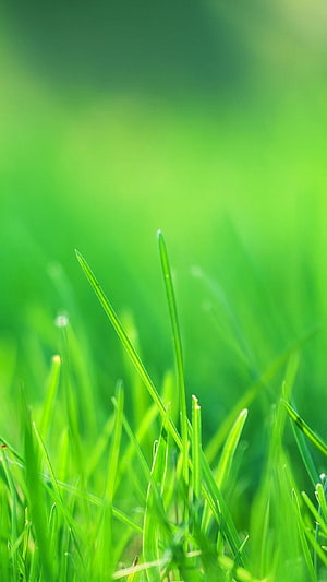 Vibrant Green Grass Blades Against Soft Blurred Meadow Background HD phone wallpaper
