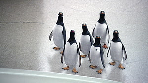 Mr. Popper's Penguins Movie Scene With Six Adorable Birds On Ice HD wallpaper
