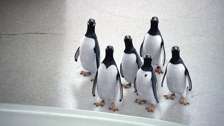 Mr. Popper's Penguins Movie Scene With Six Adorable Birds On Ice HD wallpaper