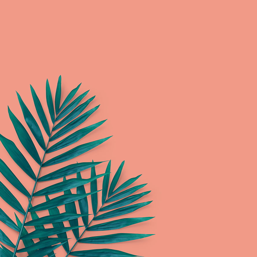 Tropical Palm Leaves on Coral Pink Background Minimalist Summer Aesthetic HD phone wallpaper