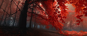 Misty Autumn Forest with Vibrant Red Foliage and Dark Tree Trunks HD wallpaper