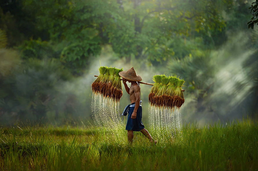 Thai Farmer Carrying Wet Rice Bundles Through Misty Paddy Field HD wallpaper