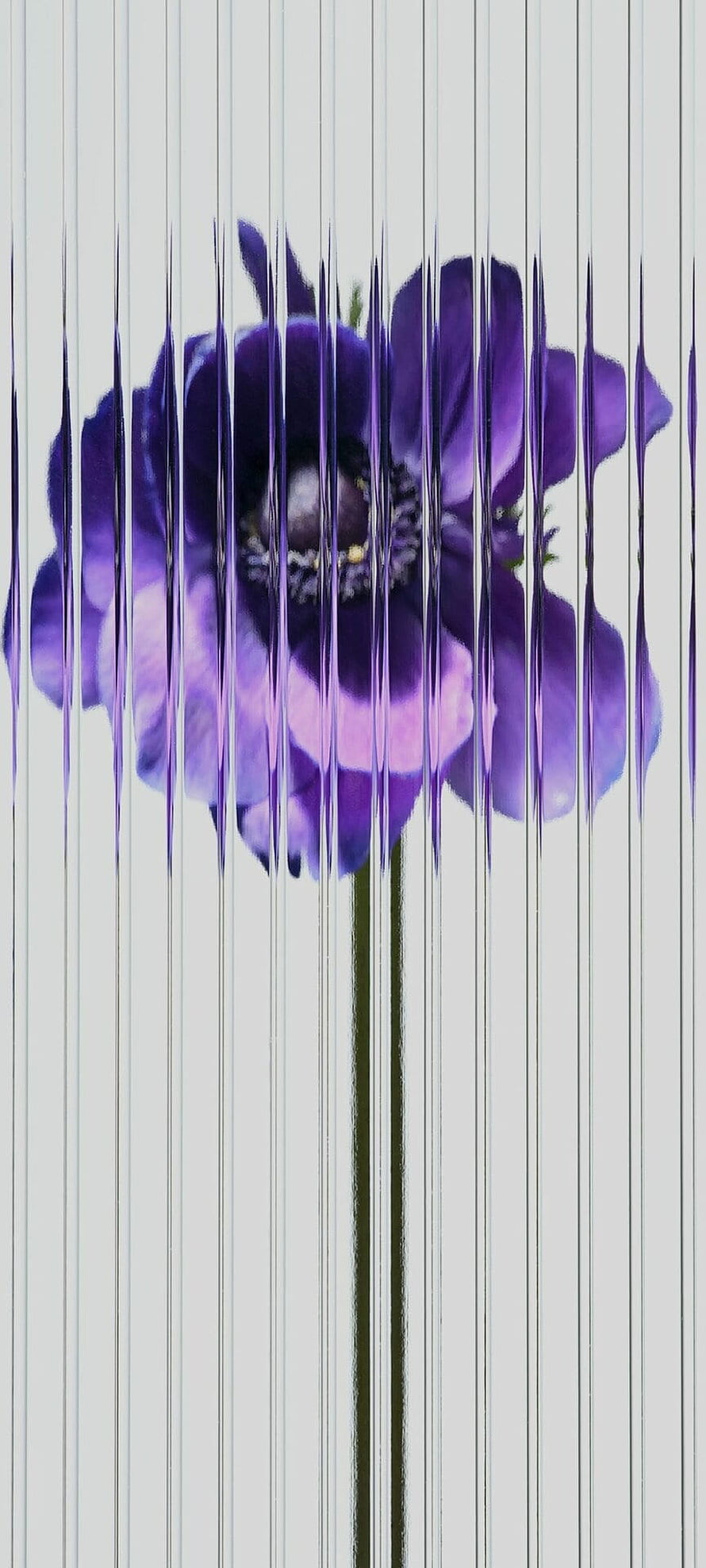 Purple Anemone Flower with Vertical Glitch Art Effect on White Background HD phone wallpaper