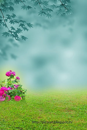 Serene Garden Scene with Vibrant Pink Roses and Misty Green Background HD phone wallpaper