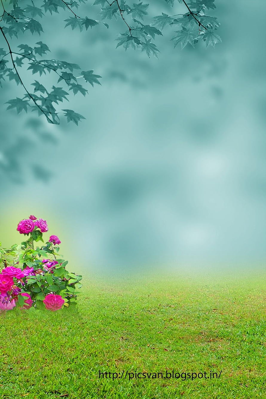 Serene Garden Scene with Vibrant Pink Roses and Misty Green Background HD phone wallpaper