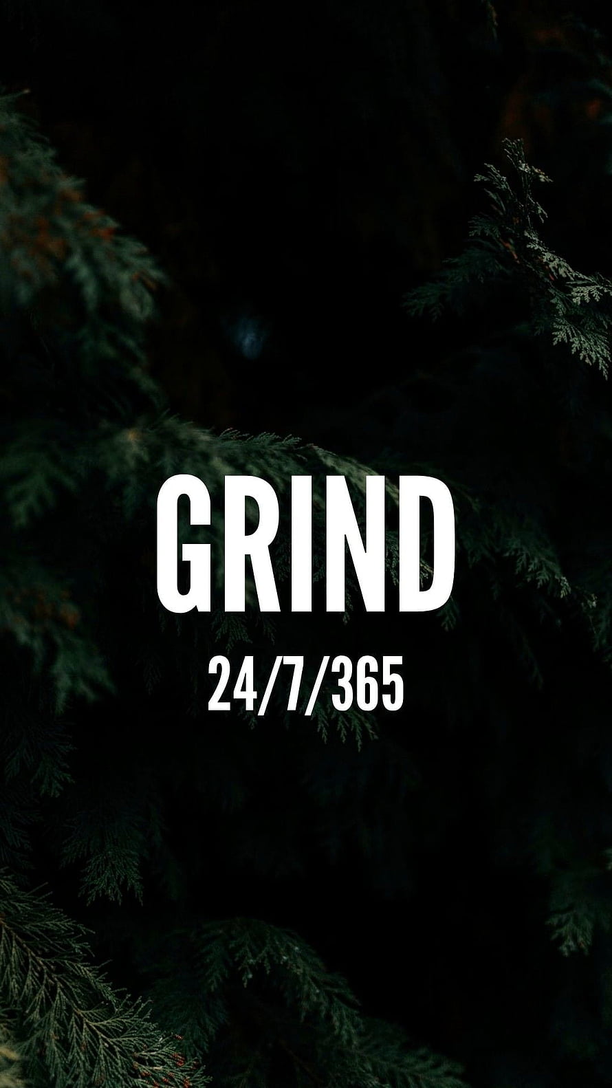 Dark Evergreen Branches With Motivational Grind Text Overlay HD phone wallpaper