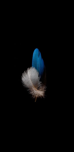 Vibrant Blue and White Bird Feather on Pure Black Background HD phone wallpaper