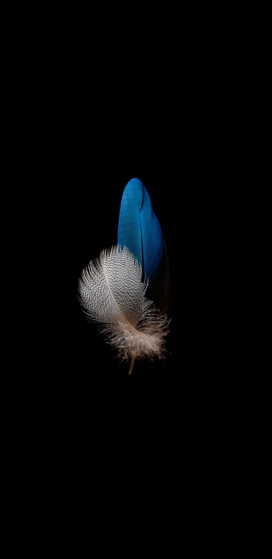 Vibrant Blue and White Bird Feather on Pure Black Background HD phone wallpaper