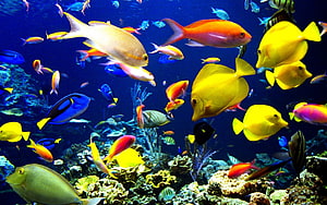 Vibrant School of Tropical Fish Swimming Over a Coral Reef in Deep Blue Water HD wallpaper