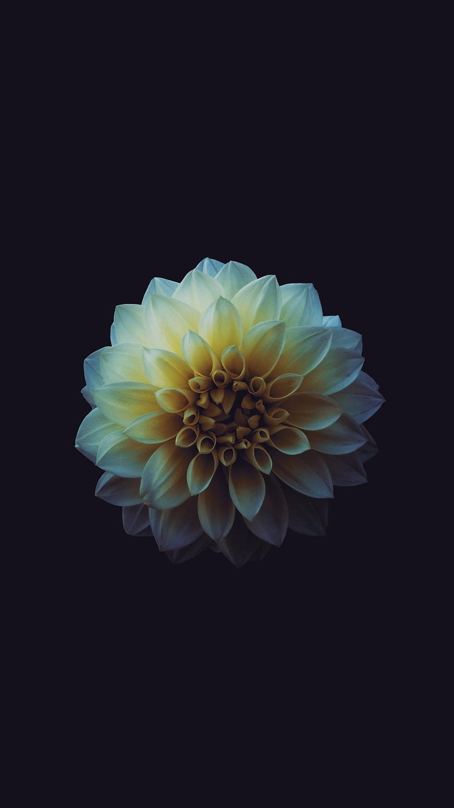 Elegant Cream Dahlia Flower on Dark Background Minimalist Mobile Wallpaper HD phone wallpaper