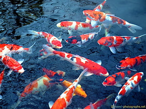 Vibrant Koi Fish Schooling in Dark Pond Water HD wallpaper