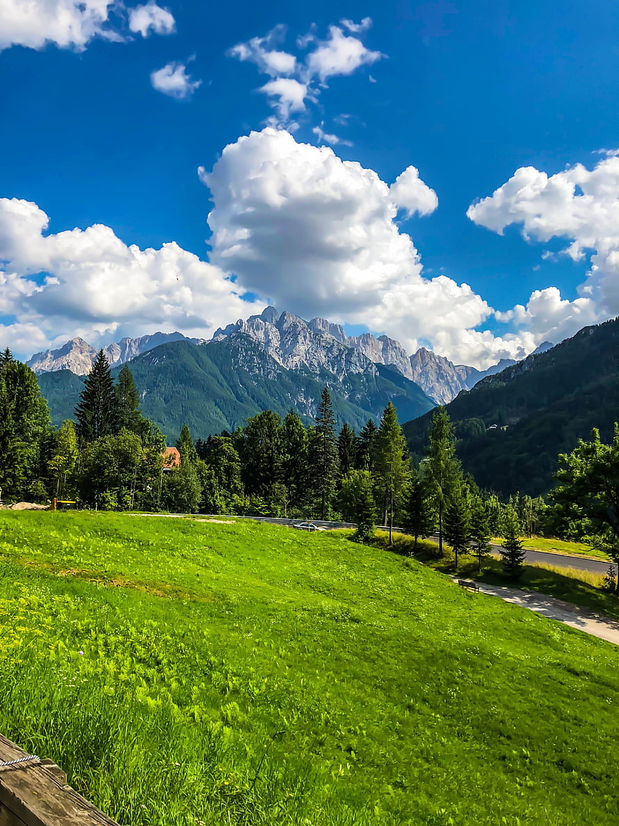 Lush Alpine Meadow with Conifer Forest and Rocky Mountain Peaks Under a Bright Blue Sky HD phone wallpaper