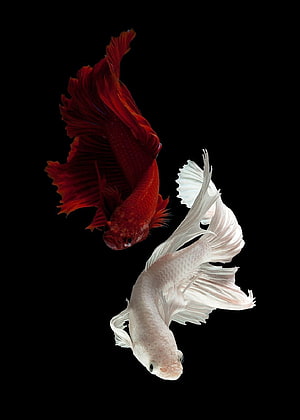 Red and White Siamese Fighting Fish Swimming Against a Black Background HD phone wallpaper