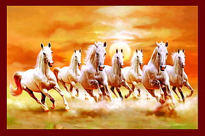 Seven White Horses Galloping in a Herd Against a Golden Sunset Sky HD wallpaper