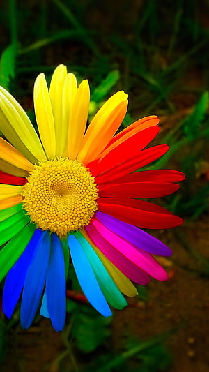 Vibrant Rainbow Daisium with Multicolored Petals Against a Dark Green Garden Background HD phone wallpaper