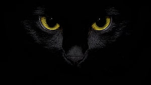 Close-up of a black cat's face with glowing yellow eyes in the dark HD wallpaper