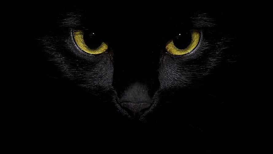 Close-up of a black cat's face with glowing yellow eyes in the dark HD wallpaper