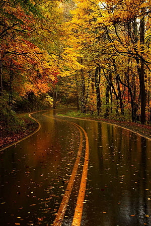 Winding Wet Road Through Vibrant Autumn Forest with Golden Foliage and Rain Reflections HD phone wallpaper