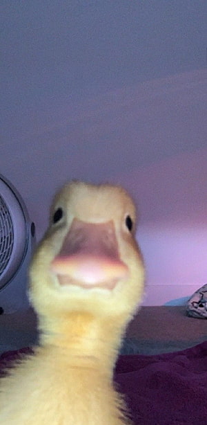 Close-up of a fluffy yellow duckling with a pink beak in a dimly lit room HD phone wallpaper