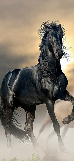 Majestic Black Horse Trotting Through Dusty Landscape at Golden Hour HD phone wallpaper