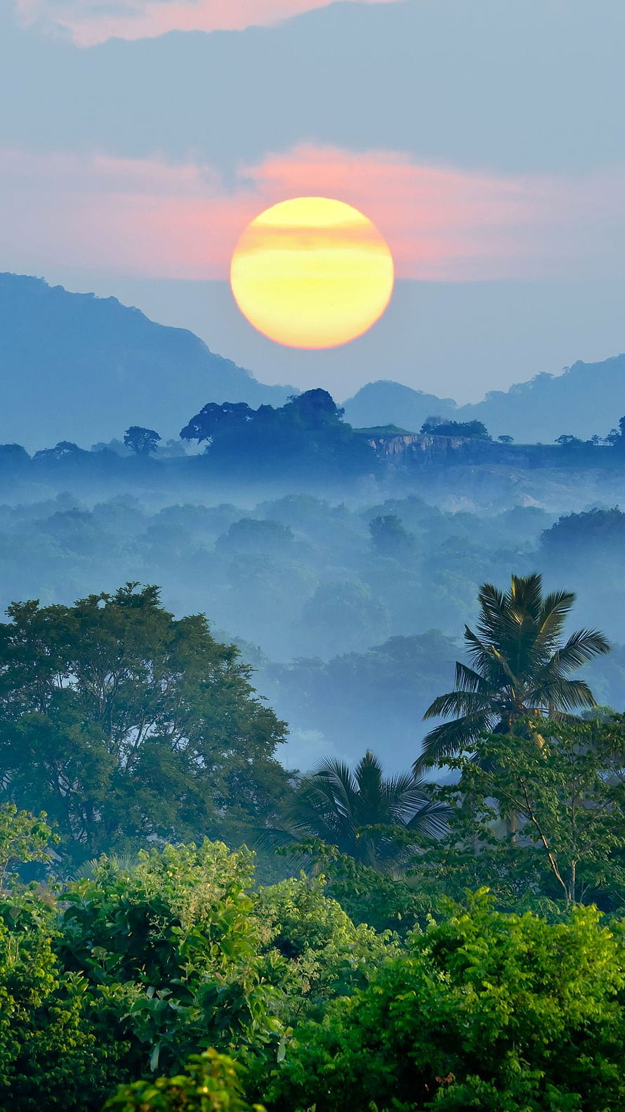 Tropical Jungle Sunset Over Misty Mountain Valleys With Palm Trees HD phone wallpaper