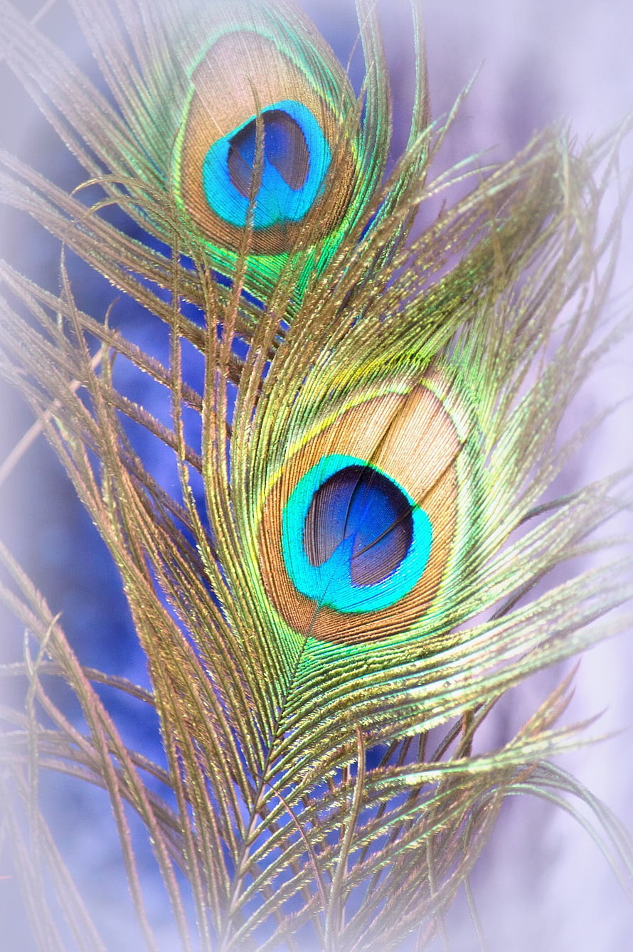 Vibrant Peacock Feather Close-Up with Iridescent Blue and Gold Eye Patterns HD phone wallpaper
