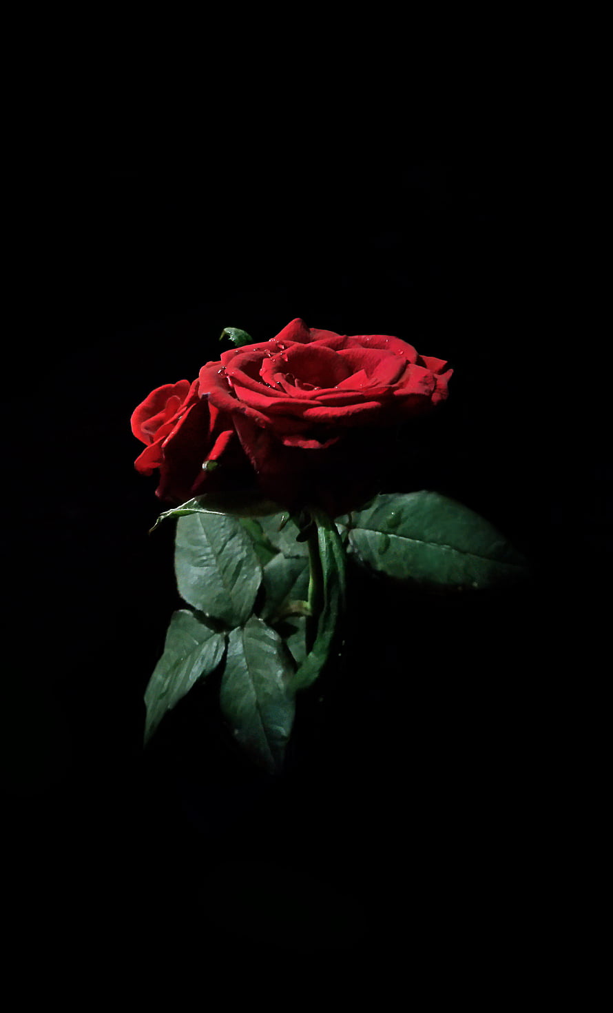 Dramatic Red Rose with Dew Drops Isolated Against a Deep Black Background HD phone wallpaper