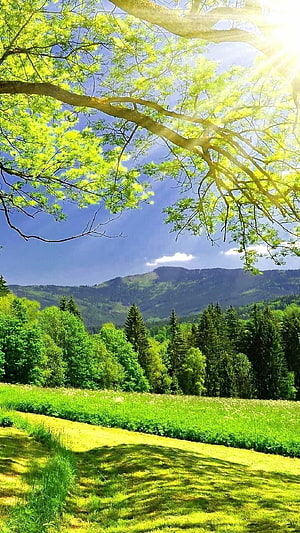 Sunlit Mountain Meadow with Lush Green Trees and Blue Sky HD phone wallpaper