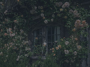 Grunge Cottagecore Aesthetic: Overgrown Window with Climbing Roses and Weathered Wood HD wallpaper