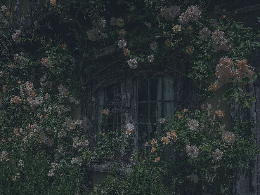 Grunge Cottagecore Aesthetic: Overgrown Window with Climbing Roses and Weathered Wood HD wallpaper