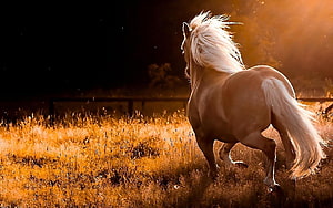 Majestic Palomino Horse Galloping Through Golden Grassland at Sunset HD wallpaper