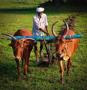 Indian farmer ploughing a green field with a pair of zebu oxen in a rural village setting HD phone wallpaper
