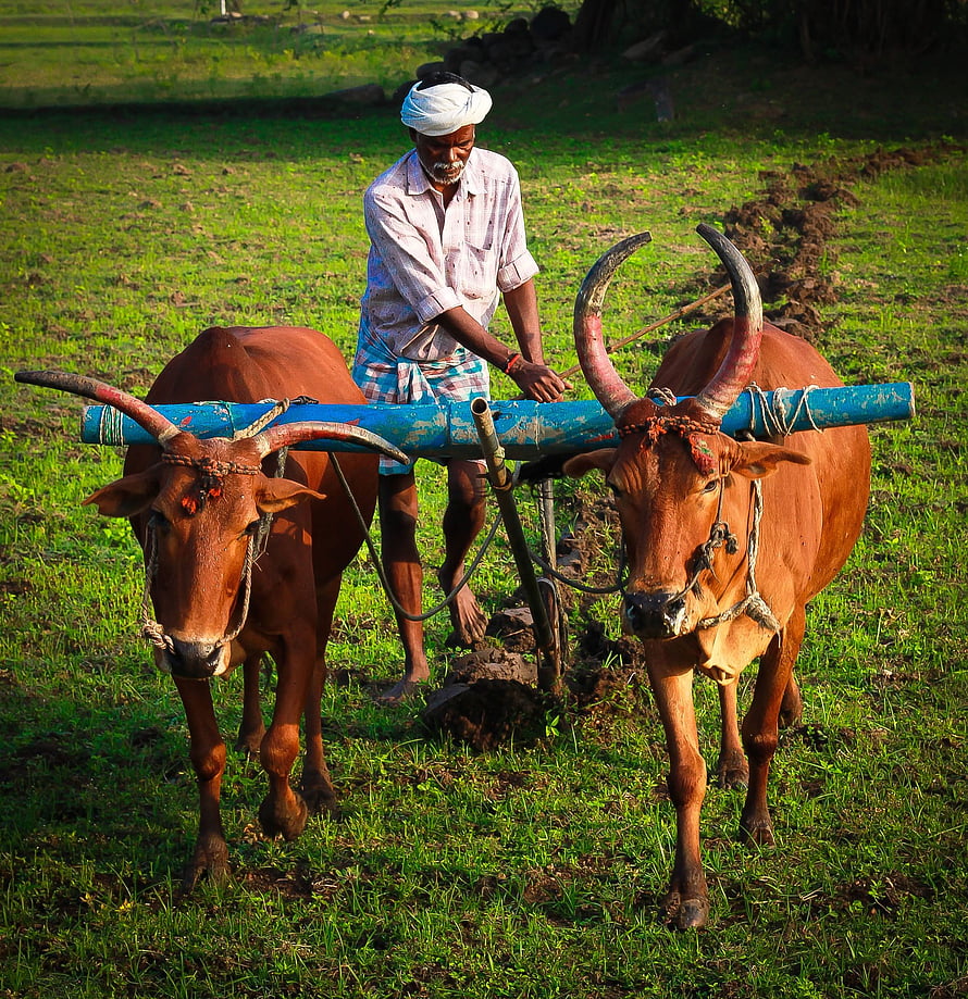 Indian farmer ploughing a green field with a pair of zebu oxen in a rural village setting HD phone wallpaper