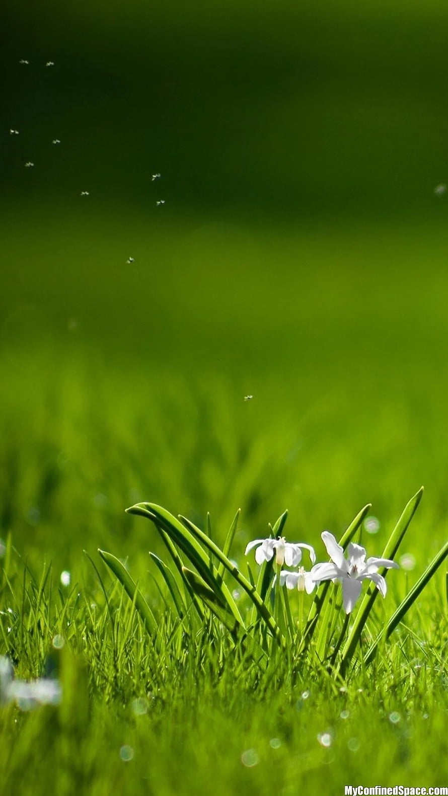 Delicate White Wildflowers Blooming in Lush Green Grass with Morning Dew HD phone wallpaper