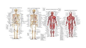 Human Anatomy Chart: Skeletal and Muscular System Diagrams HD wallpaper