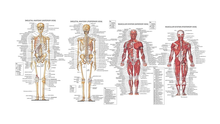 Human Anatomy Chart: Skeletal and Muscular System Diagrams HD wallpaper