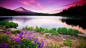Serene Mountain Lake at Sunset with Purple Wildflowers and Snow-Capped Peak HD wallpaper