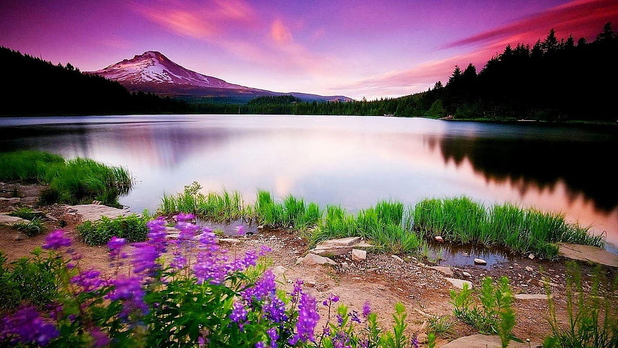 Serene Mountain Lake at Sunset with Purple Wildflowers and Snow-Capped Peak HD wallpaper