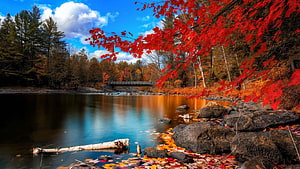 Vibrant Autumn Foliage Over a Calm River with a Distant Footbridge HD wallpaper