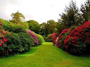 Vibrant Rhododendron Garden Path Lined With Colorful Blooms And Lush Greenery HD wallpaper