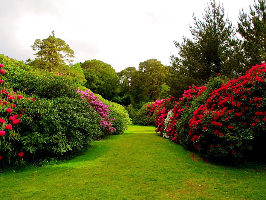 Vibrant Rhododendron Garden Path Lined With Colorful Blooms And Lush Greenery HD wallpaper