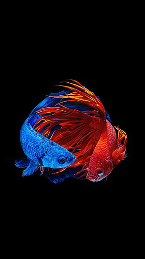 Vibrant Blue and Red Betta Fish with Flowing Fins on Black Background HD phone wallpaper
