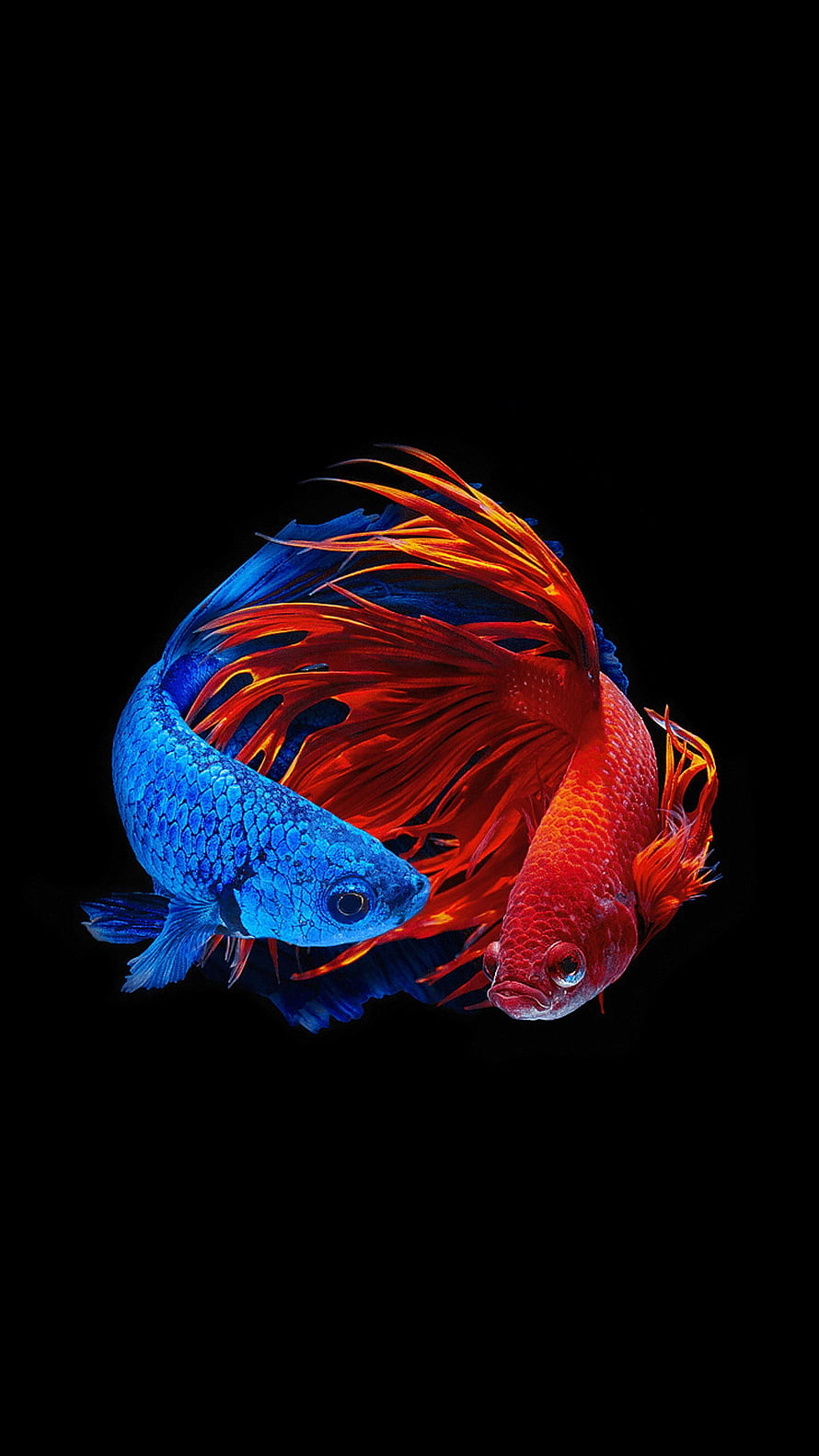 Vibrant Blue and Red Betta Fish with Flowing Fins on Black Background HD phone wallpaper